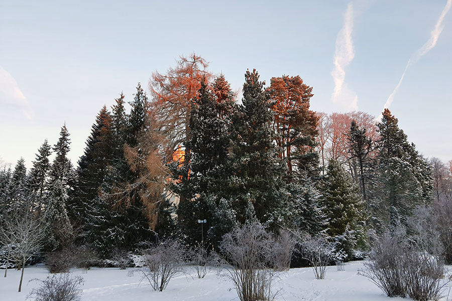 Photo of a snowy collection of pine trees i the Botanical Garden Uppsala