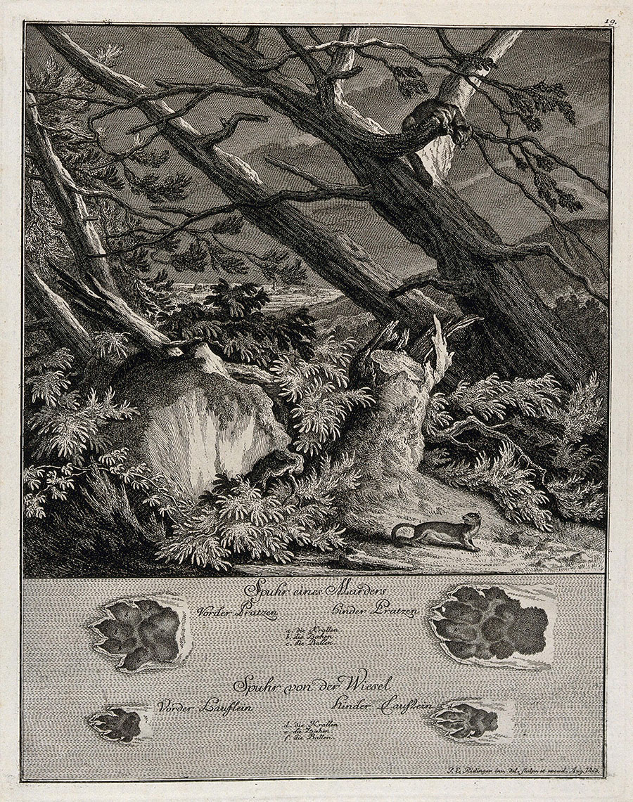 Old etching of a marten and a weasel on a nocturnal excursion in the forest, below, their tracks