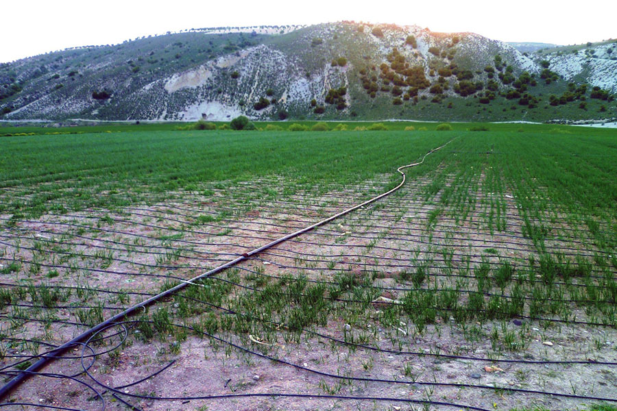 A photograph of a flat field with lines of hoses and sprouting green crops