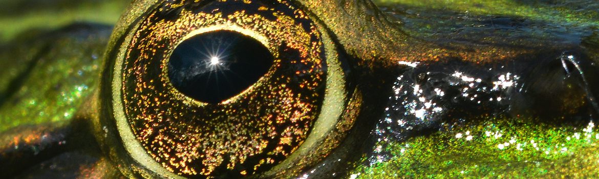close of a shiny frog's eyes