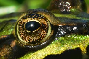 close of a shiny frog's eyes