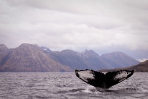 A whale's black tail is visible above the water. Behind, rocky cliffs rise above the sea.