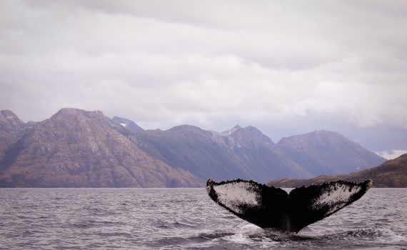 A whale's black tail is visible above the water. Behind, rocky cliffs rise above the sea.