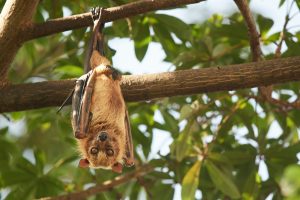 a brown bat hangs from a branch with wings folded. They look directly at the camera. Green leaves of the tree is visible behind.