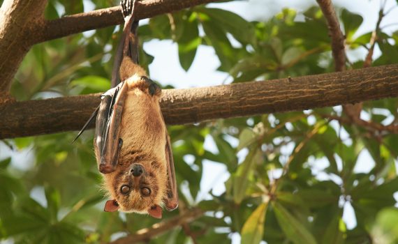 a brown bat hangs from a branch with wings folded. They look directly at the camera. Green leaves of the tree is visible behind.
