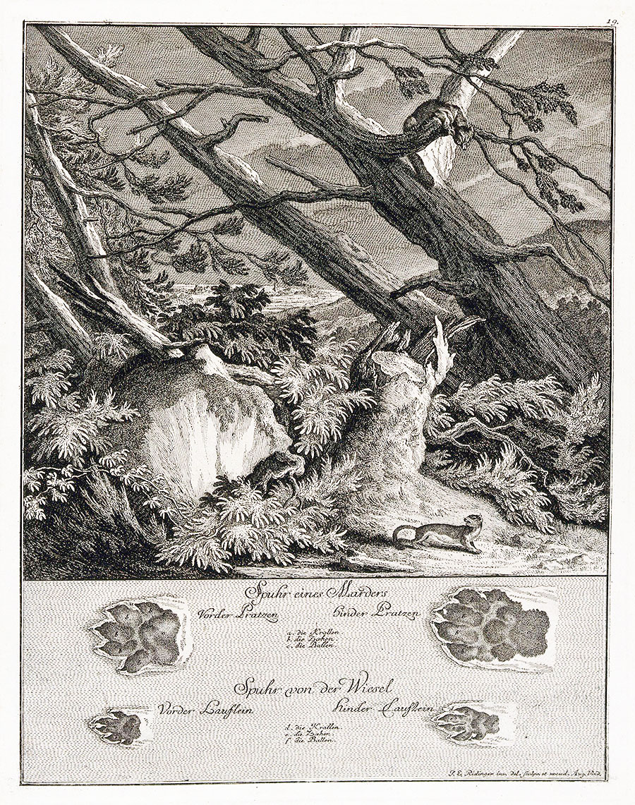 Old etching of a marten and a weasel on a nocturnal excursion in the forest, below, their tracks